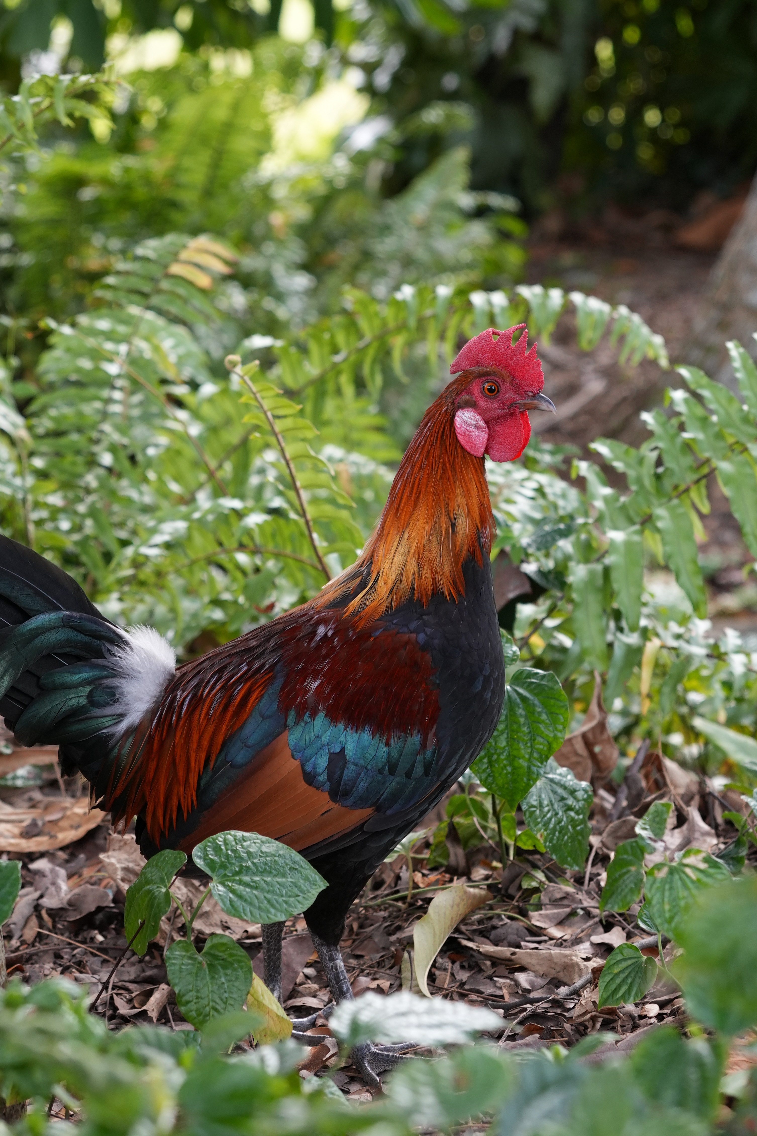 Wild chicken standing in the forest